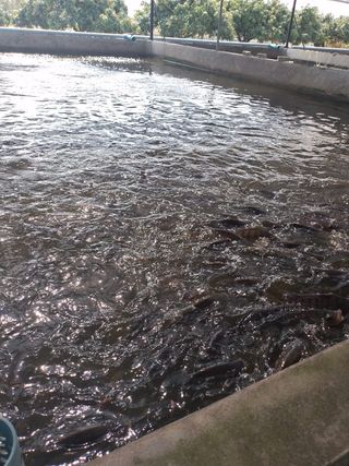 Fish feeding at the surface of a concrete aquaculture pond
