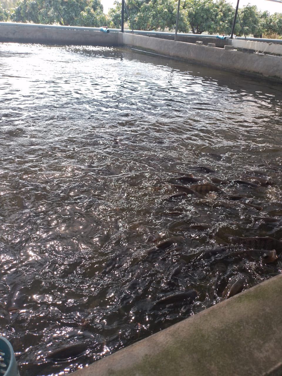 Fish feeding at the surface of a concrete aquaculture pond