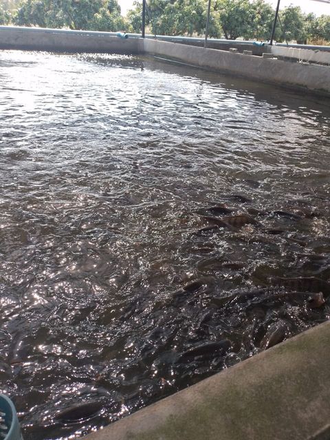 Fish feeding at the surface of a concrete aquaculture pond