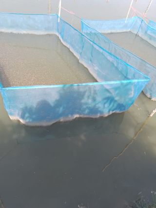 Blue hapa nets holding fingerlings in an aquaculture pond