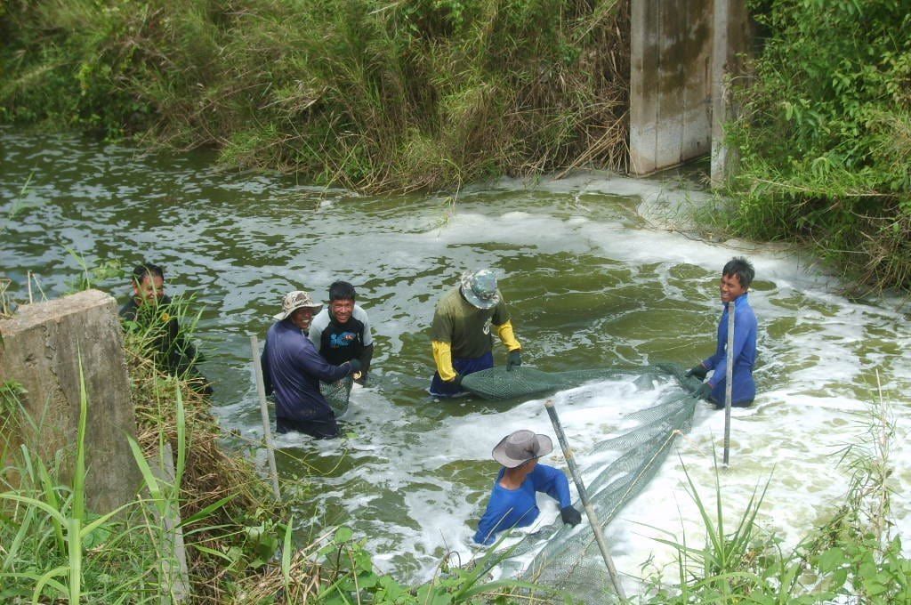 Workers harvesting fish with nets in a pond channel