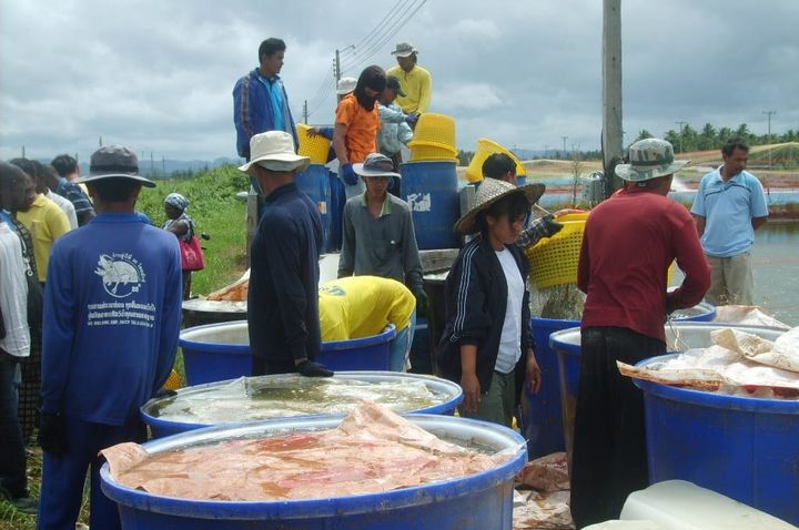 Harvested fish and shrimp being sorted into tanks at a pond side