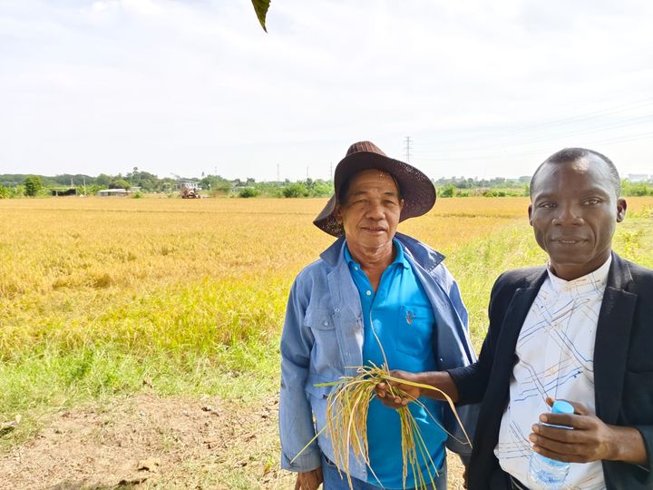 Rice farmer and visitor holding ripe rice stalks in front of a golden paddy field