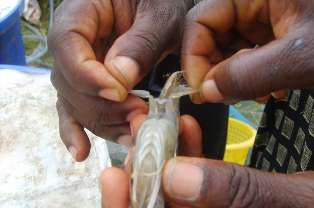 Hands inspecting a freshly harvested shrimp